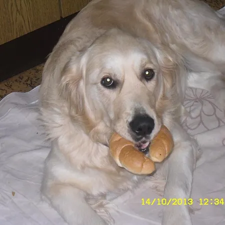 Vorderwiesgut Bed & Breakfast