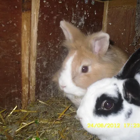 Bed & Breakfast Vorderwiesgut 3*