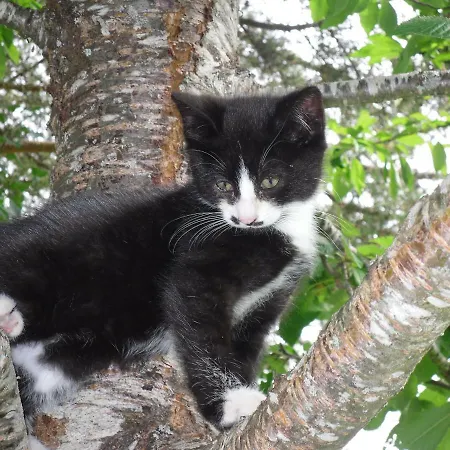 Vorderwiesgut Bed & Breakfast 3*