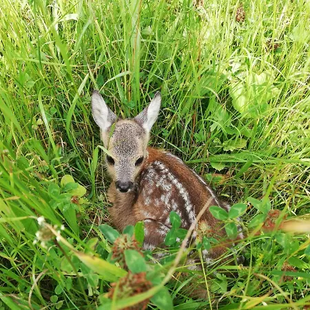 Bed & Breakfast Vorderwiesgut 3*
