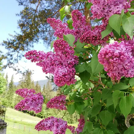 Vorderwiesgut Bed & Breakfast 3*