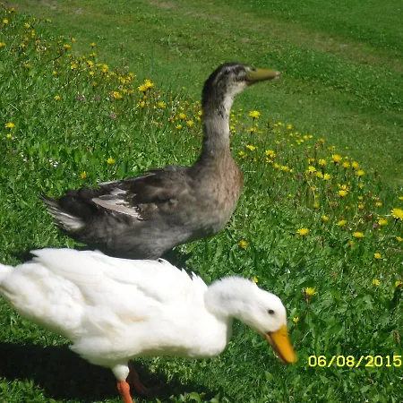 Bed & Breakfast Vorderwiesgut 3*