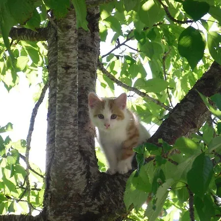 Vorderwiesgut Bed & Breakfast Altenmarkt im Pongau